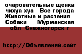 очаровательные щенки чихуа-хуа - Все города Животные и растения » Собаки   . Мурманская обл.,Снежногорск г.